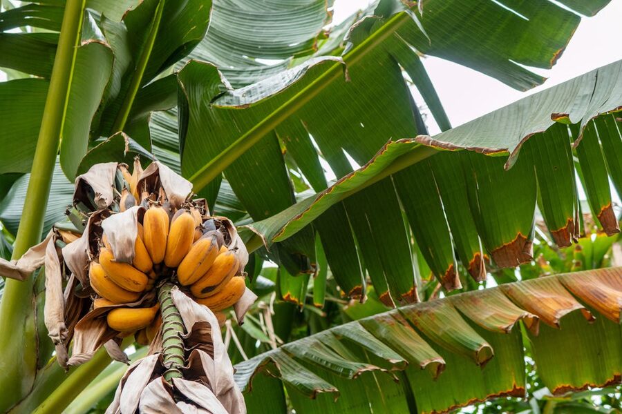 Cluster of ripe bananas hanging from a banana tree in sunlight