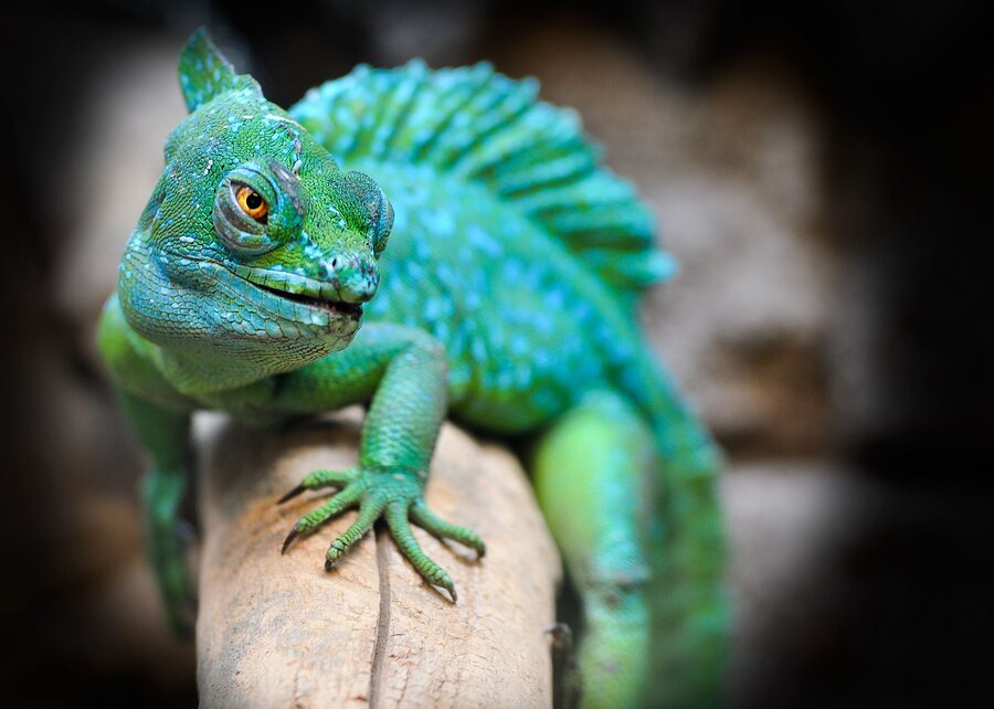 Bright green lizard perched on a branch in an exotic zoo reptile exhibit