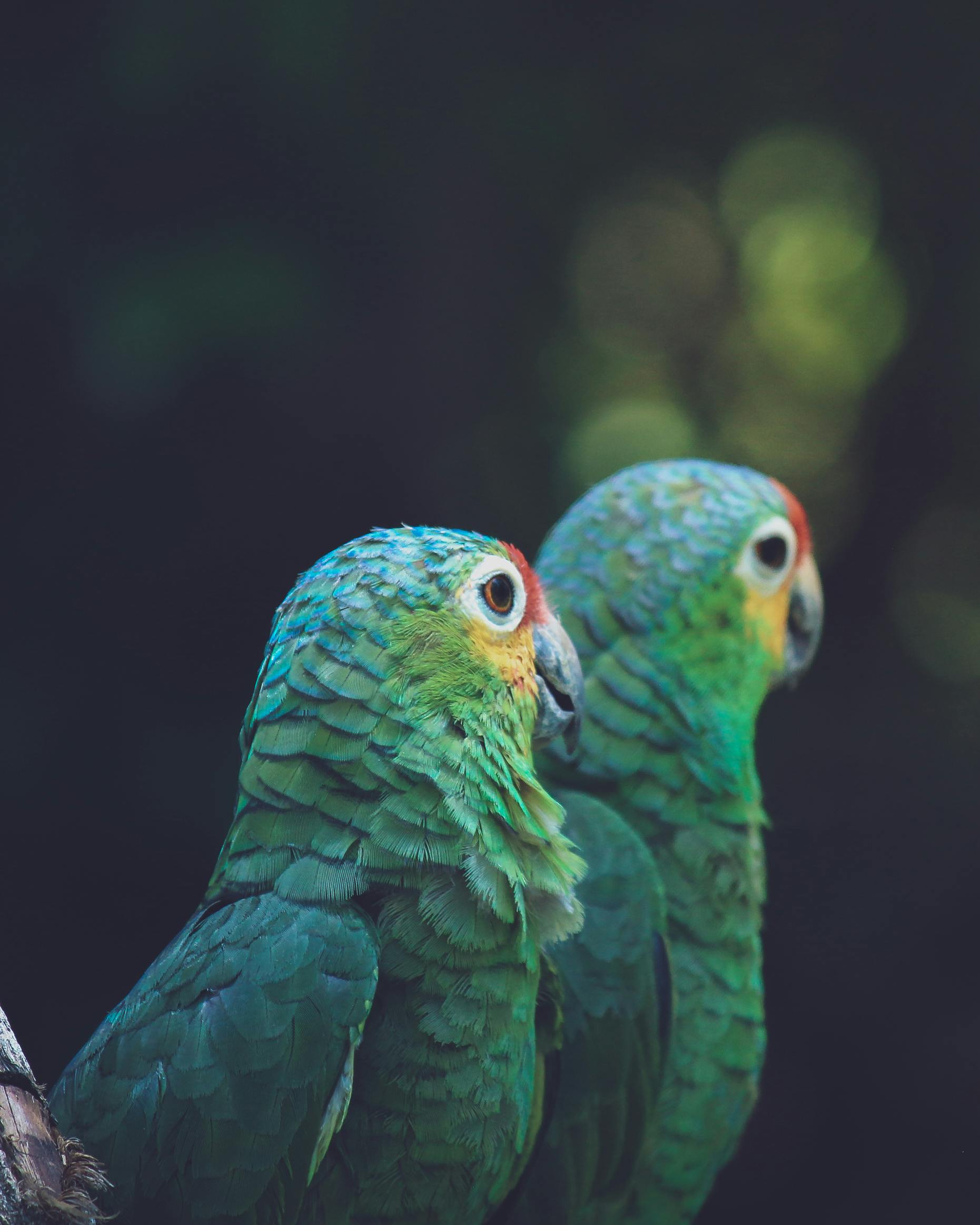 Two green parrots perched together against a dark natural backdrop