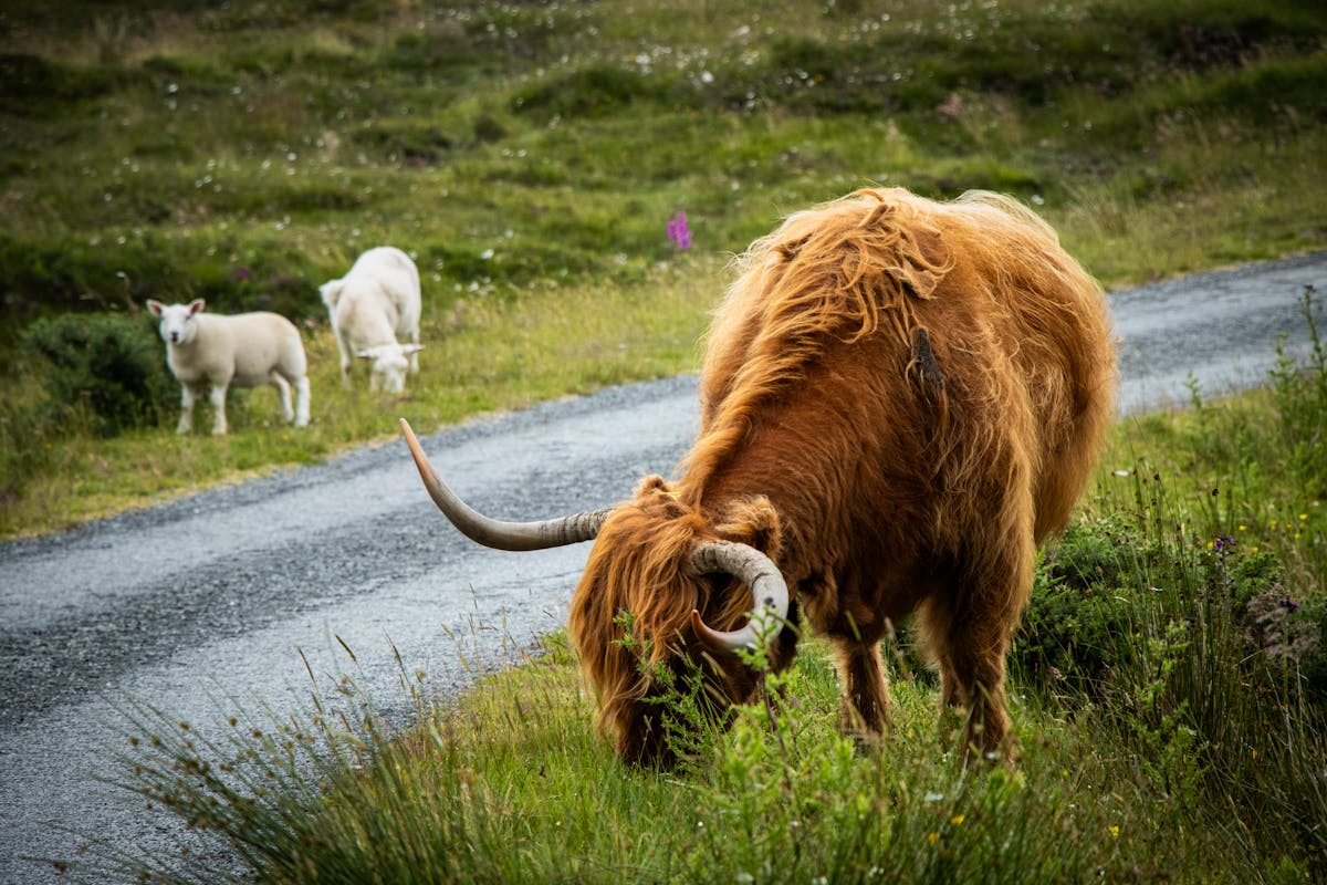 A Highland cow grazing near a road in the Scottish countryside