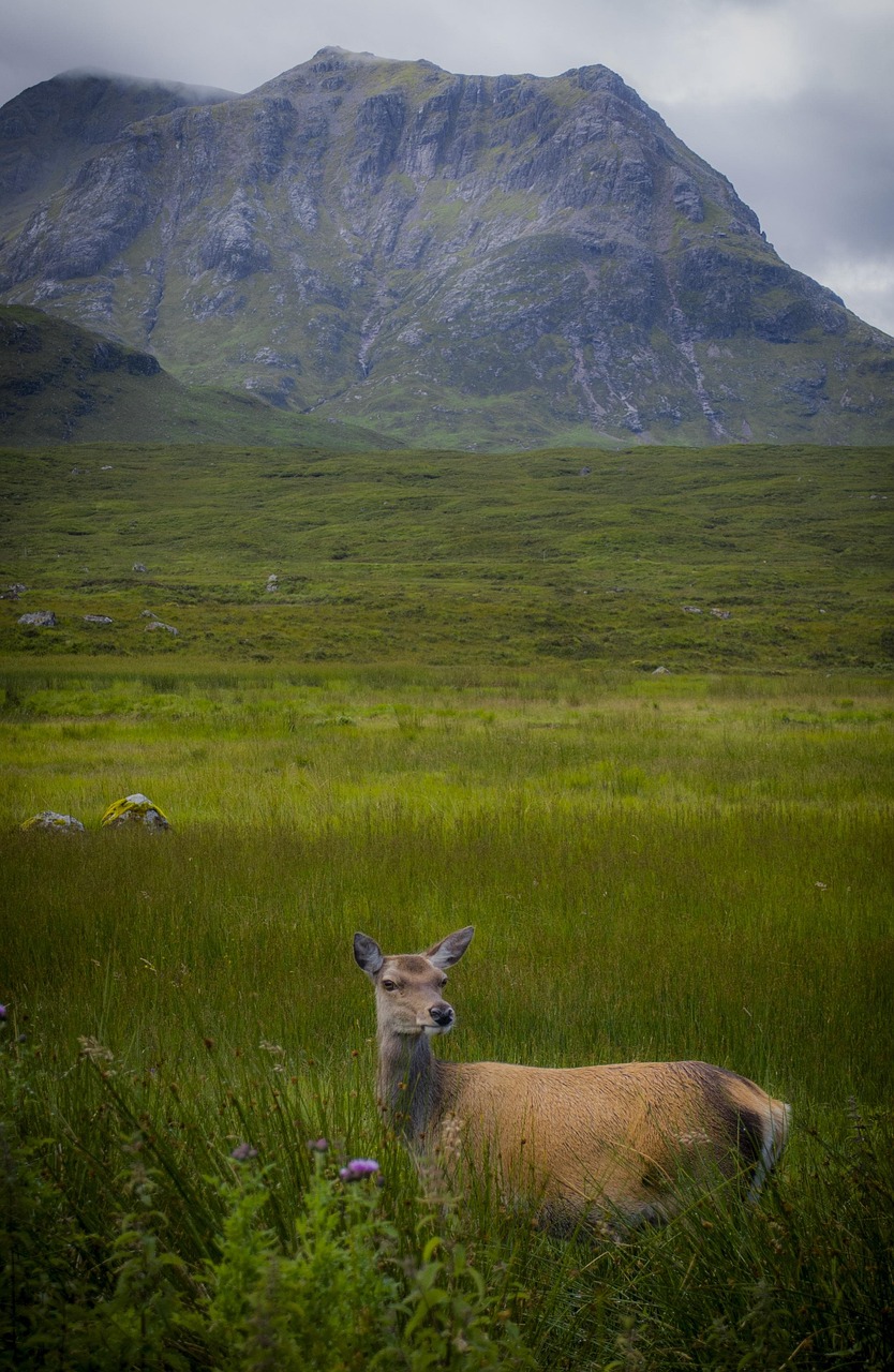 A red deer standing in the Scottish Highlands near Glencoe with mountains behind