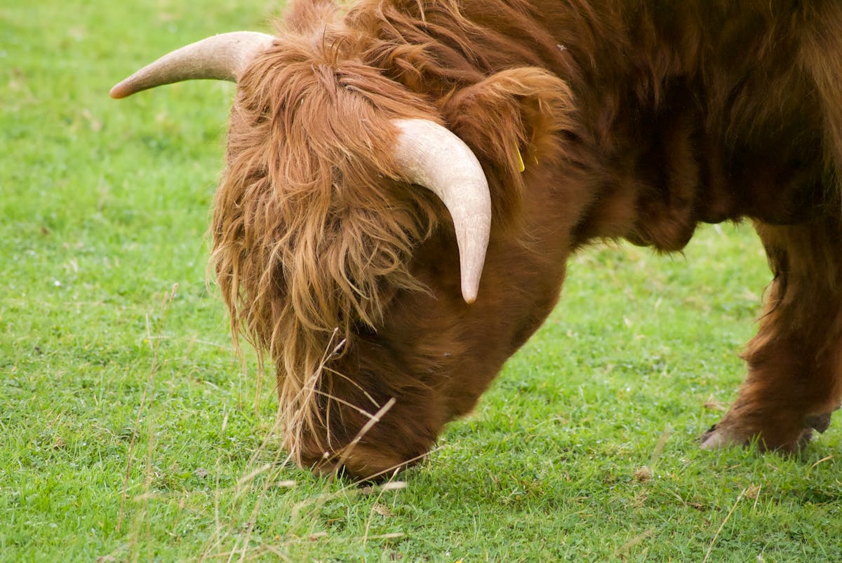 Scottish Highland cow grazing in green pasture