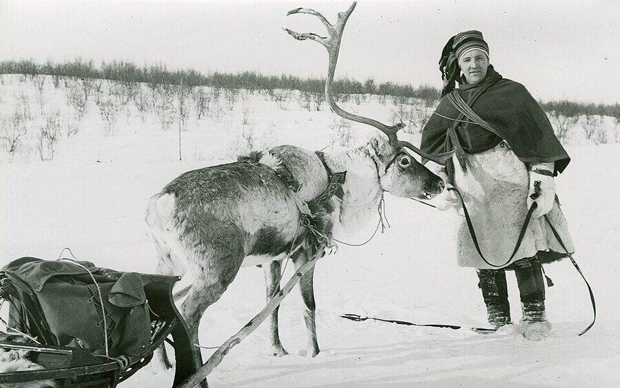 Historic photograph of a man with a reindeer and sled in Finnmarksvidda