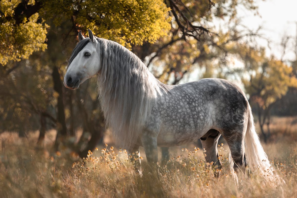 White Andalusian horse standing in sunlit grassy field in Spain
