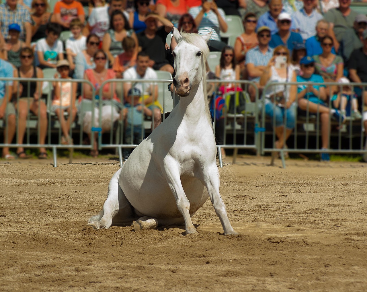 Horse rearing up during a dressage performance
