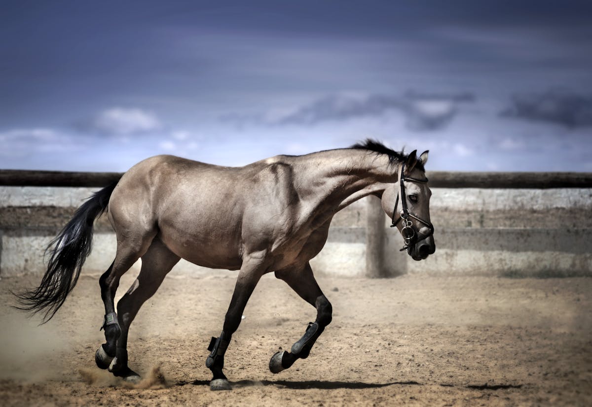 Horse running on sand in a fenced outdoor arena