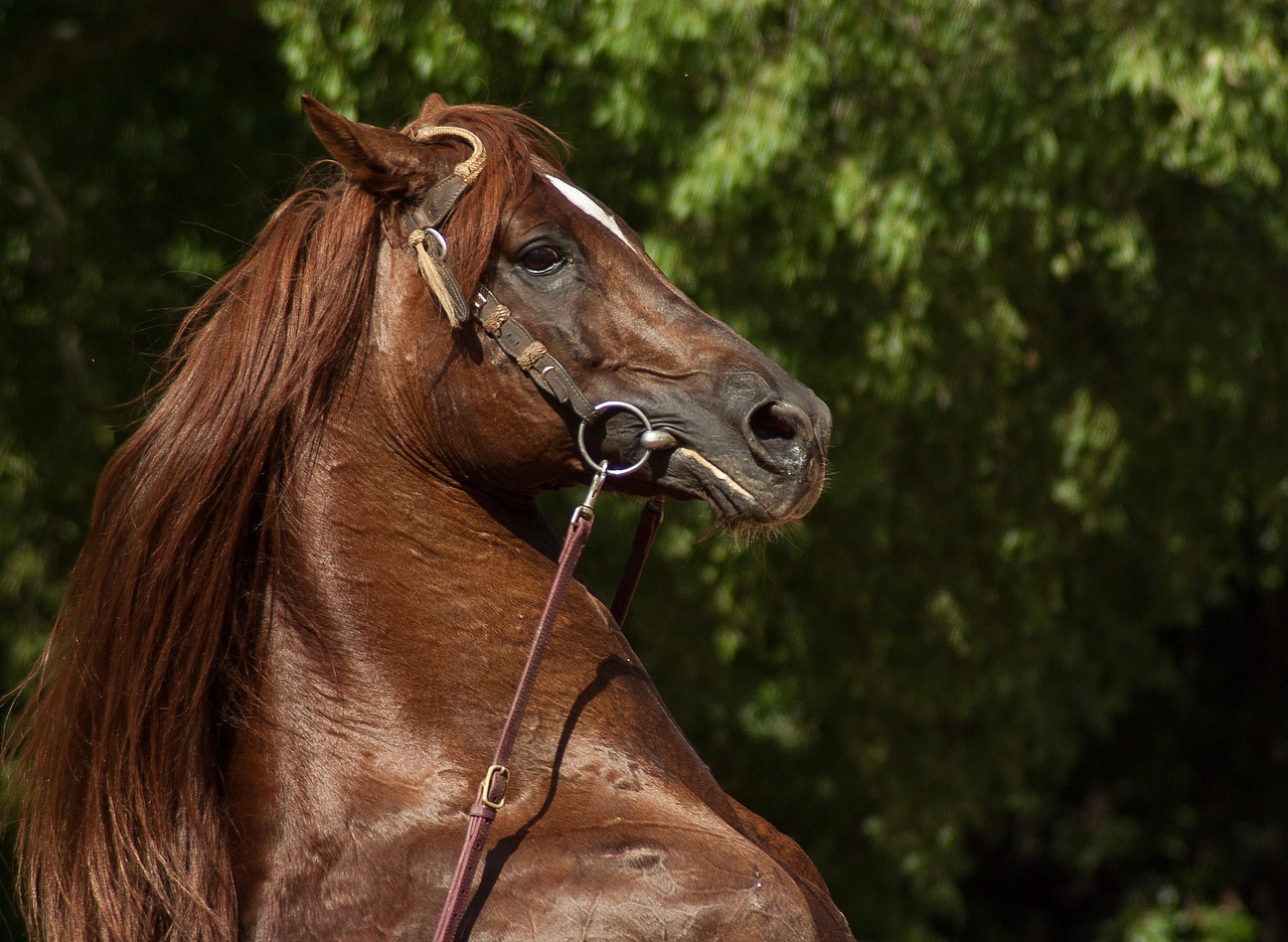 Horse rearing up during equestrian show performance
