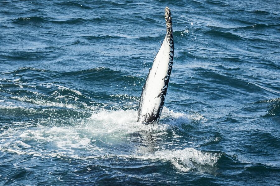 Humpback whale in waters near Akureyri Iceland