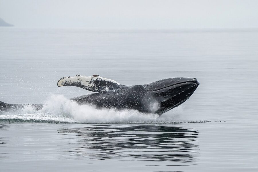Humpback whale breaching jump and splash Iceland