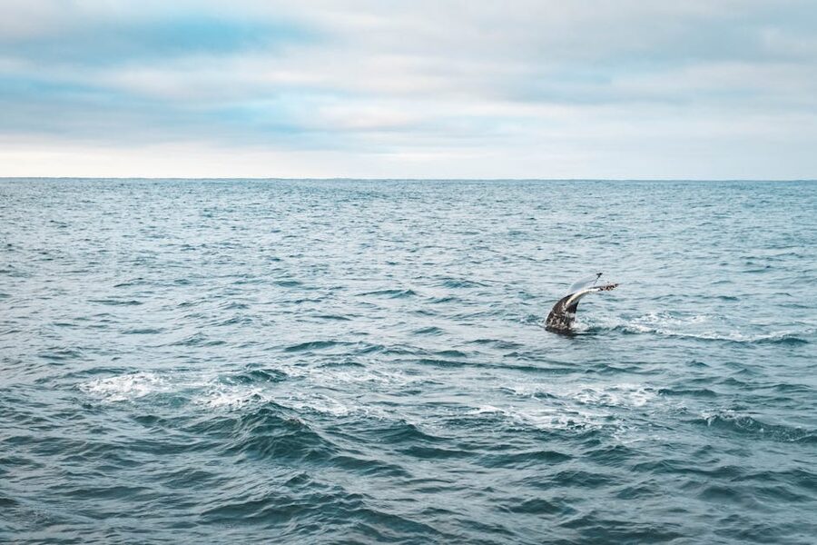 Humpback whale tail in Icelandic sea