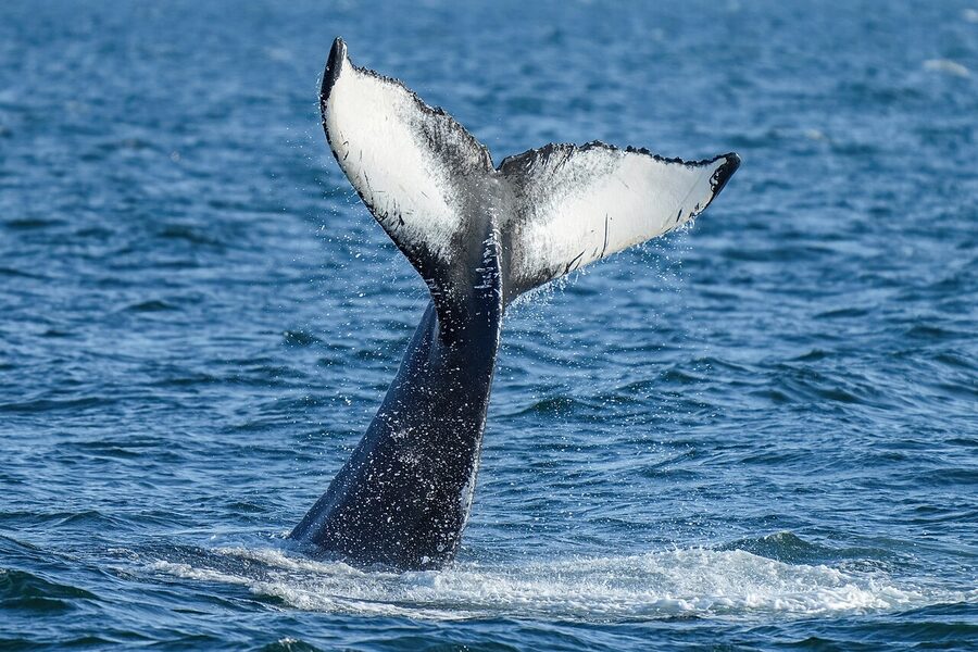 Humpback whale lobtailing tail slap Iceland