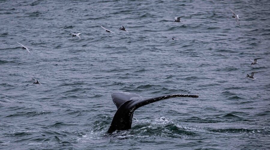 Humpback whale tail Husavik Iceland Skjalfandi Bay