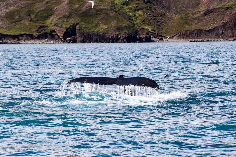 Humpback whale tail in Husavik Iceland