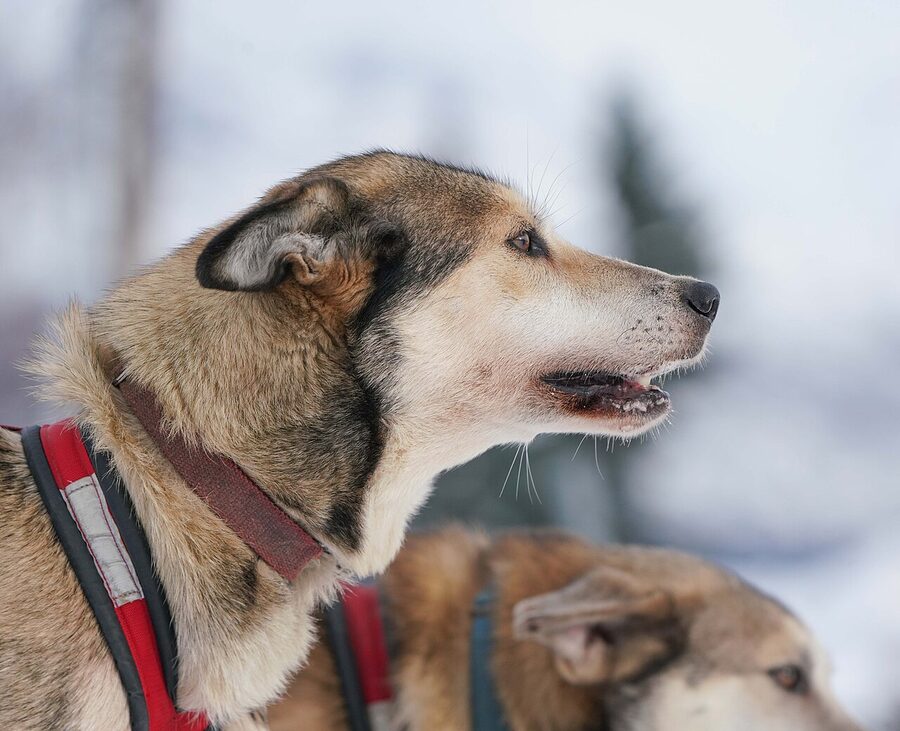 Close-up portrait of an Alaskan husky sled dog
