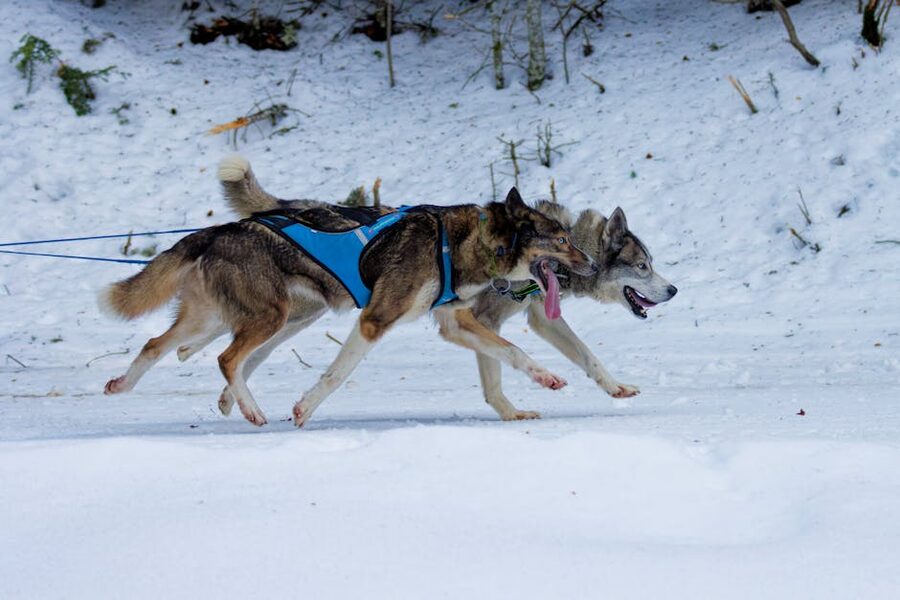Two huskies in harness running enthusiastically in snowy terrain