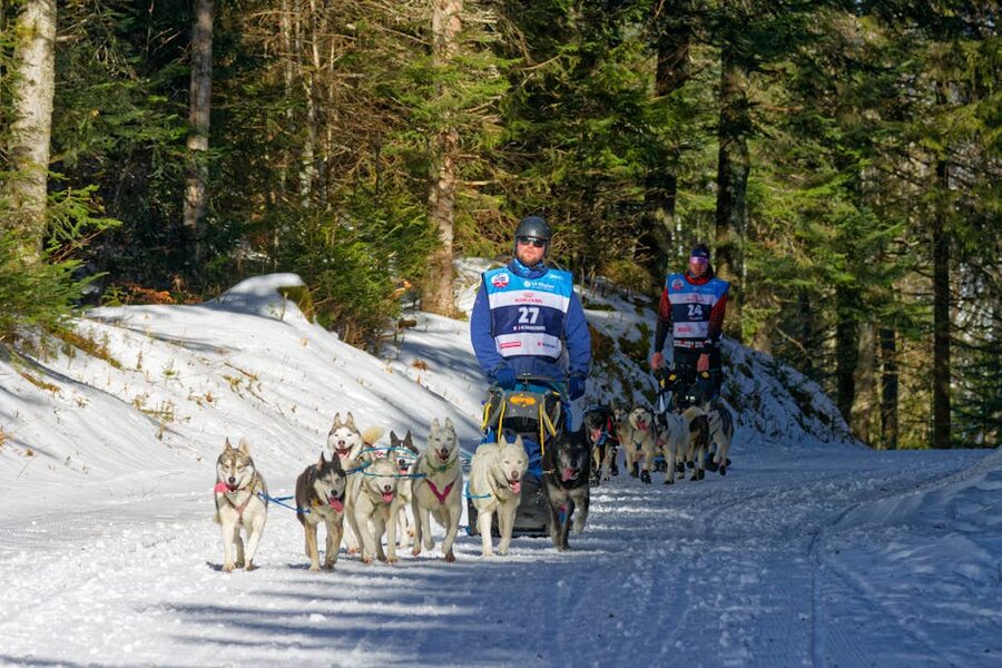 Husky team on forest trail