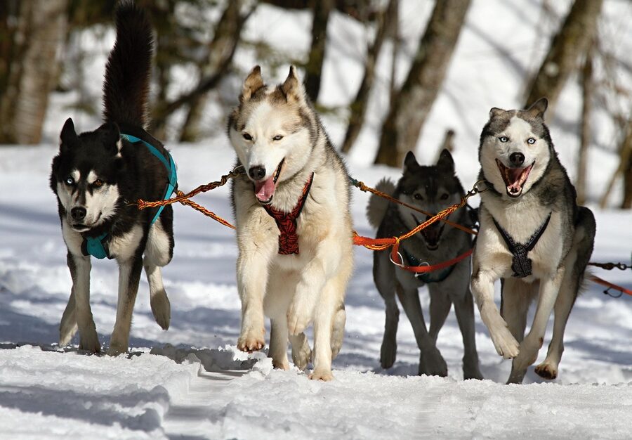 Huskies running on snow during a sled race