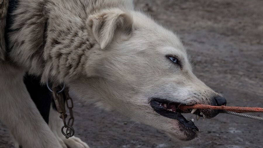 Sled dog eager to run before a tour