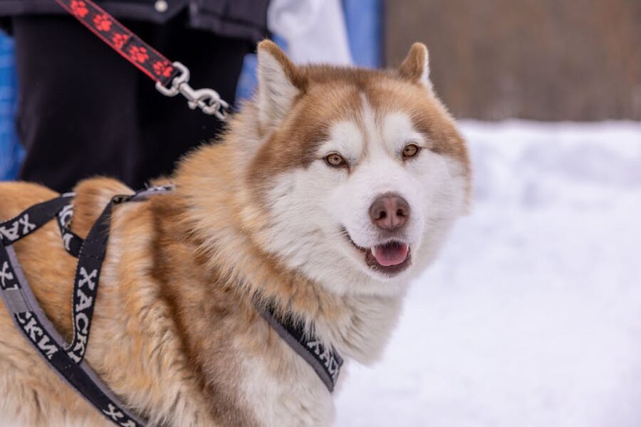 Close-up of Siberian husky wearing a harness
