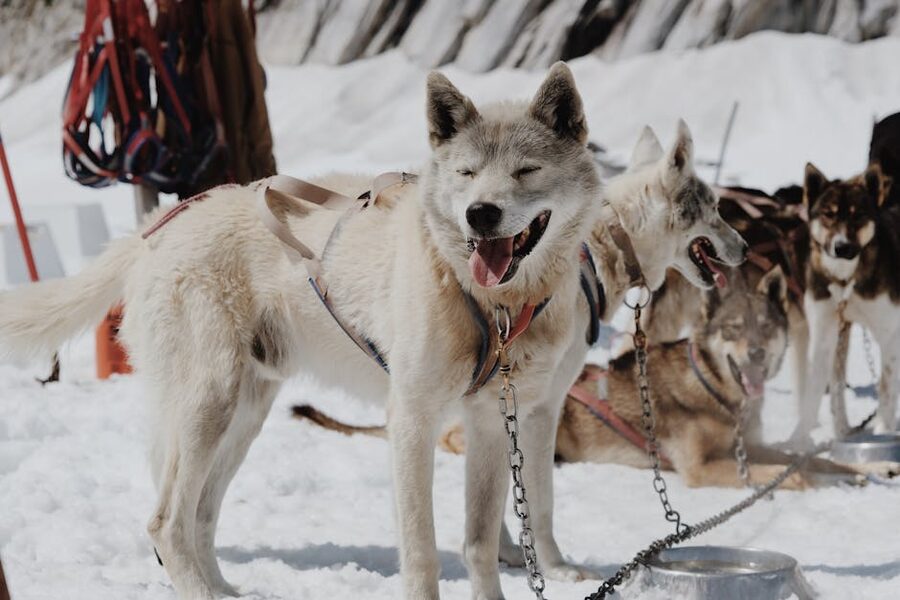 Close-up of joyful huskies in snow ready for adventure