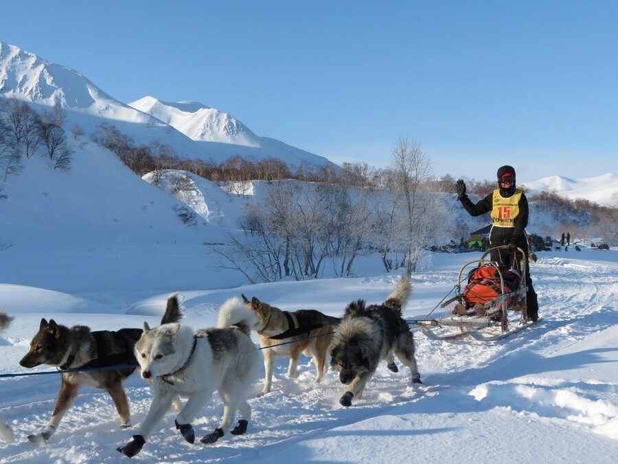 Musher handling husky team in snowy conditions