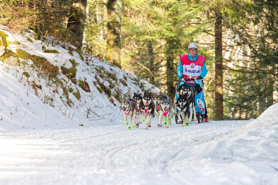 Musher leading husky team through snowy forest trail