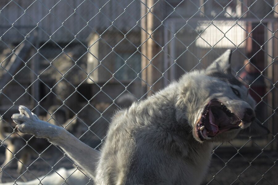 Husky inside the sled dog enclosure in Arctic Norway