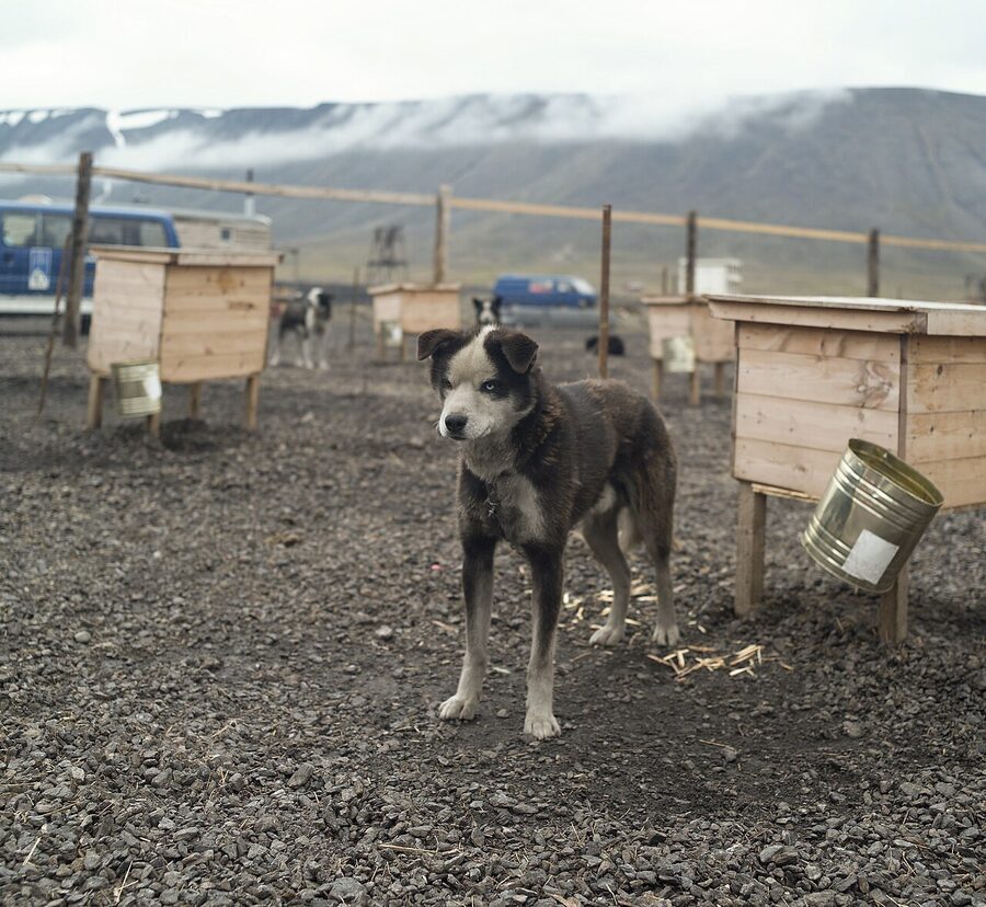 Sled dogs in Svalbard kennel