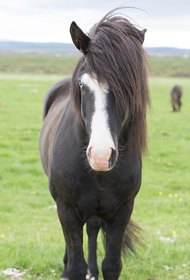 Icelandic horse with blue eyes portrait