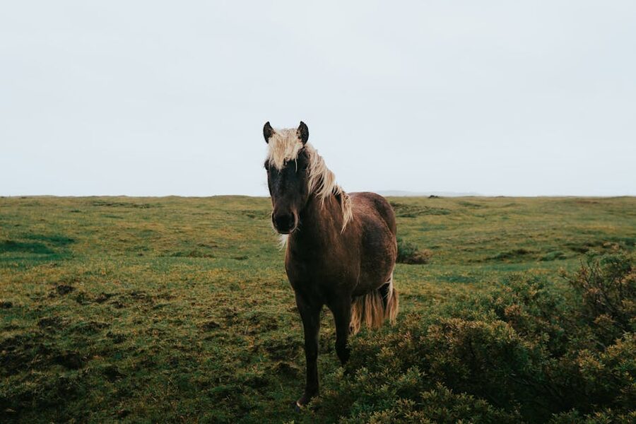 Icelandic horse in green field Iceland