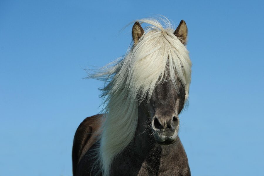 Icelandic horse with mane portrait