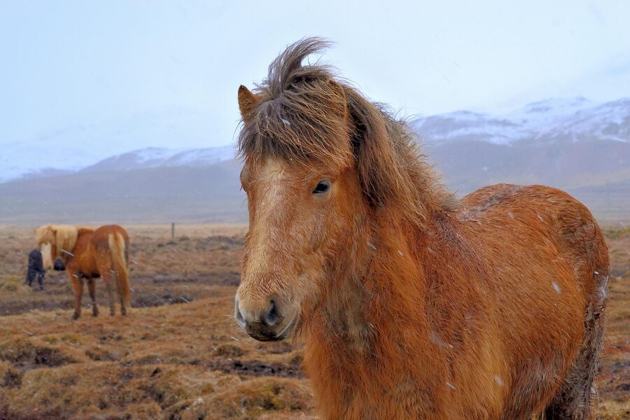 Icelandic horse pasture portrait winter