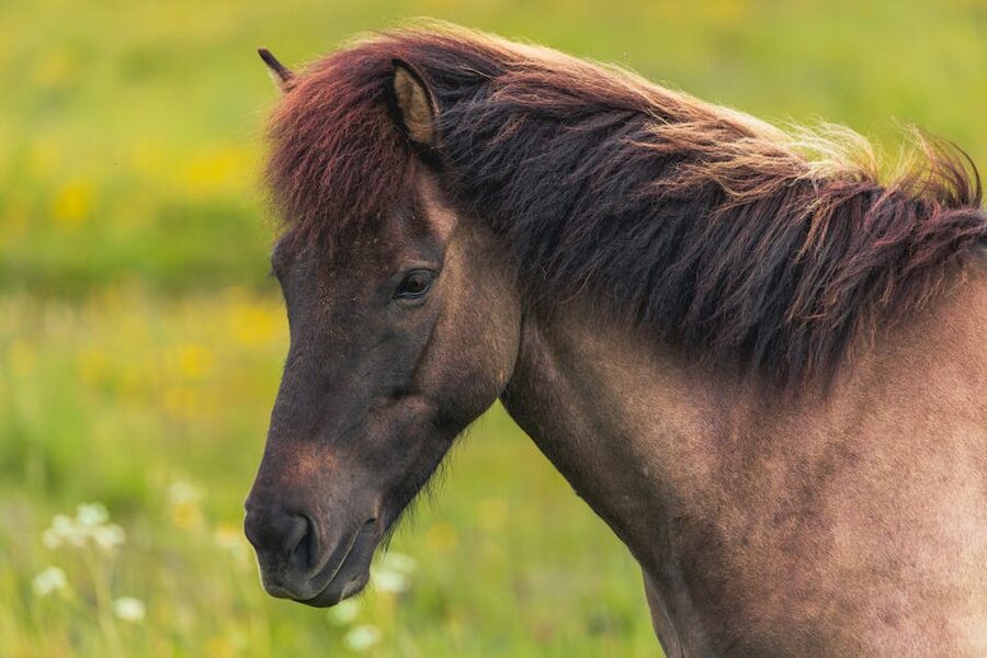 Icelandic horse with lush mane in summer pasture