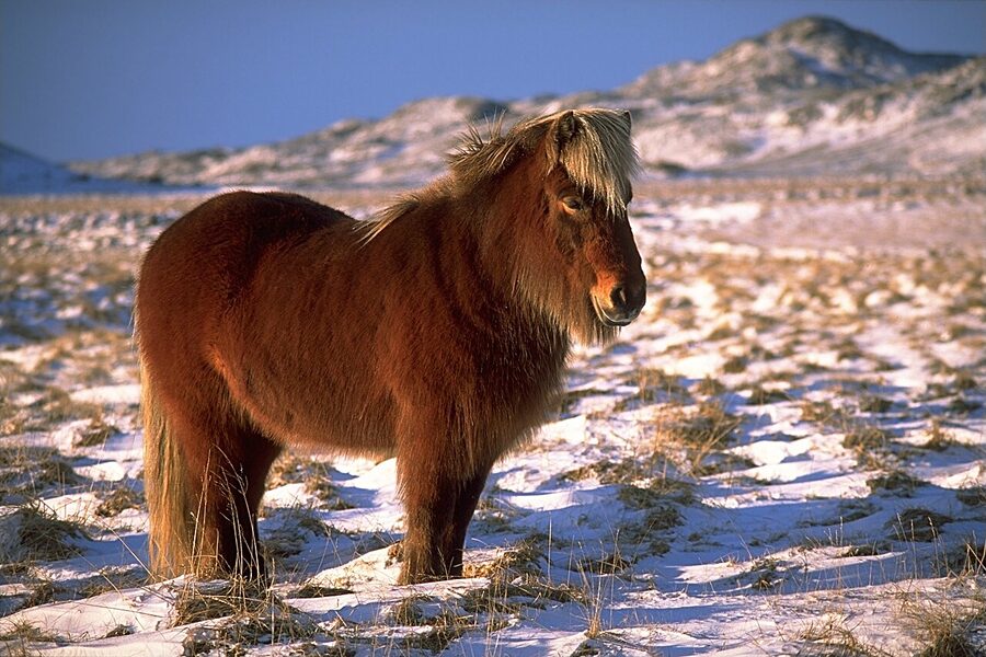 Icelandic horse in winter snow Iceland