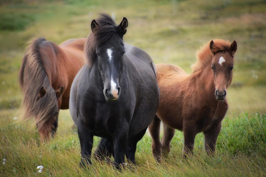 Icelandic horses foal and mare in meadow