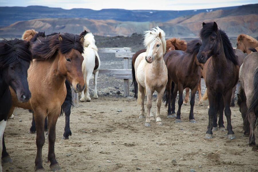 Herd of Icelandic horses with mountains backdrop