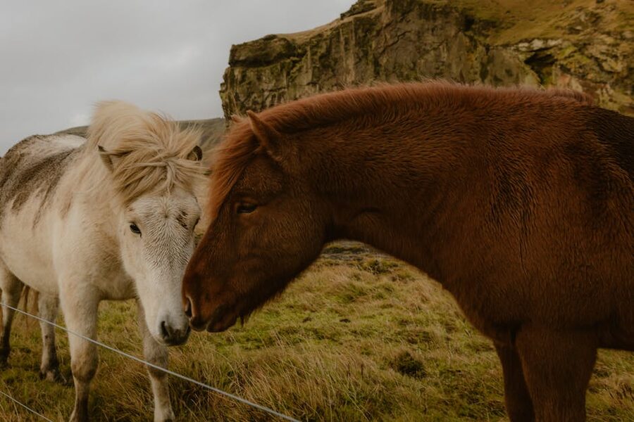Icelandic horses nuzzling outdoor