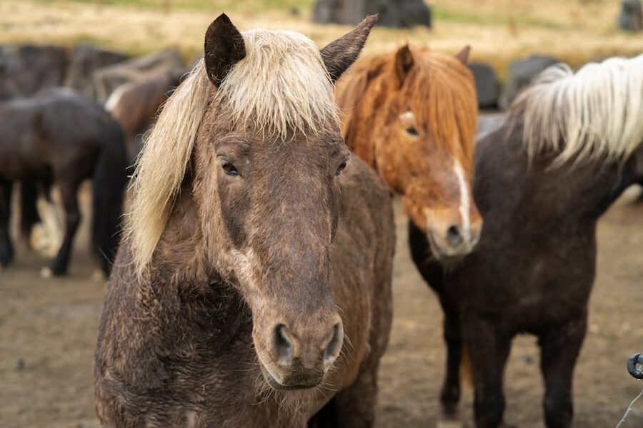 Close-up portrait Icelandic horses grazing