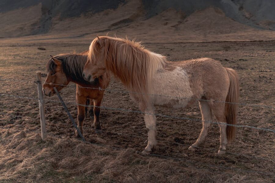 Two Icelandic horses in rugged landscape