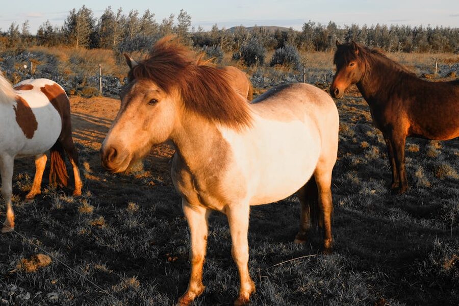 Icelandic horses in pasture at sunset