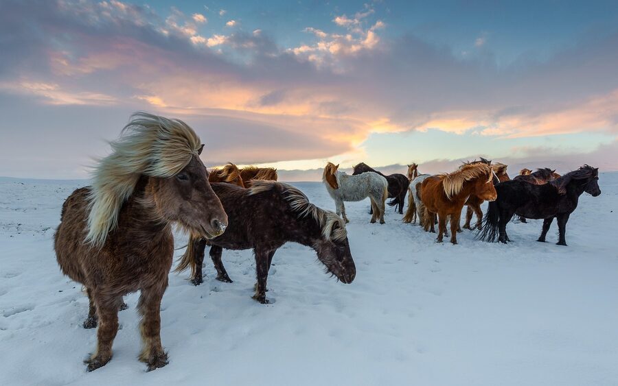 Icelandic horses in winter snow