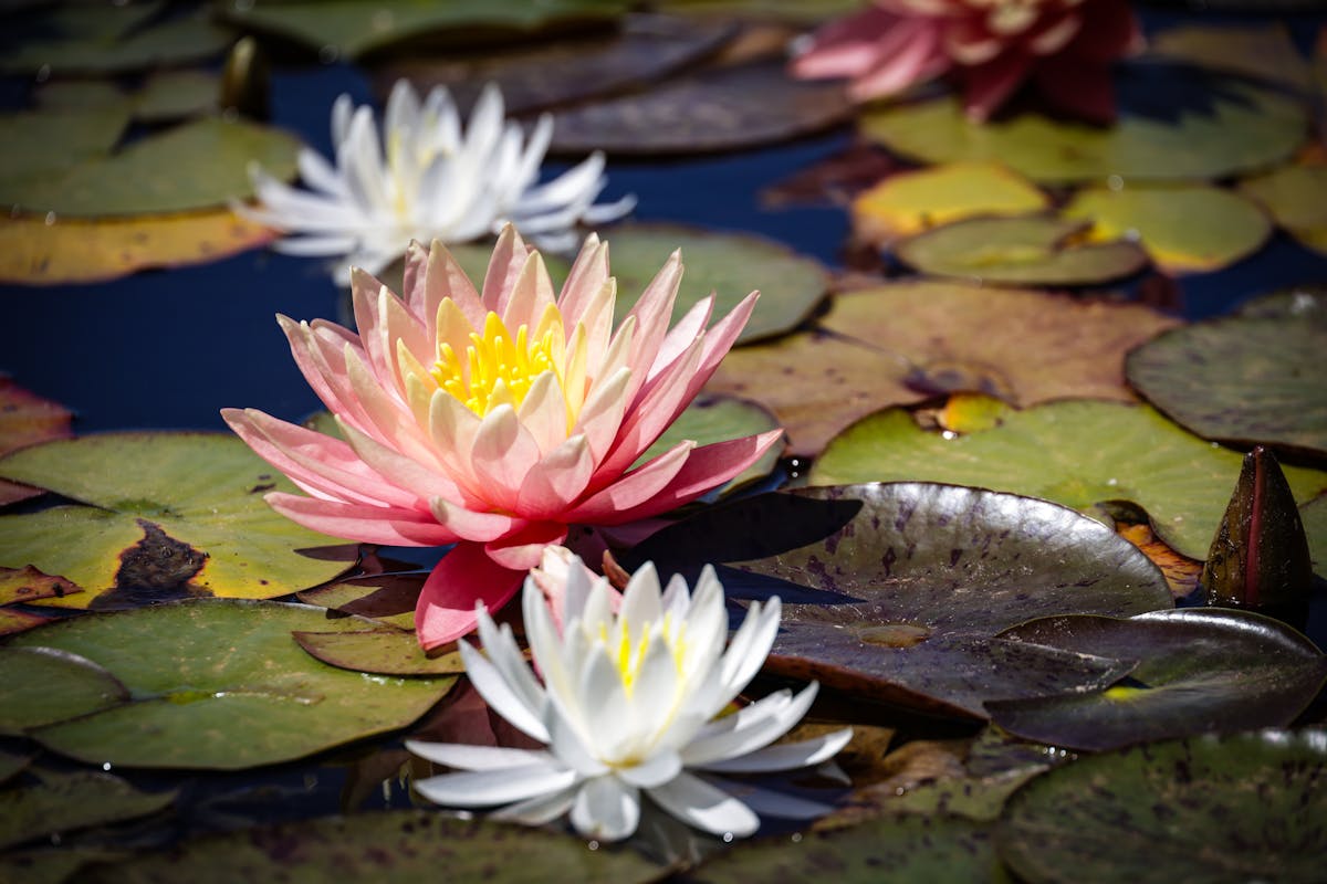 Colorful water lilies blooming on a pond with lily pads