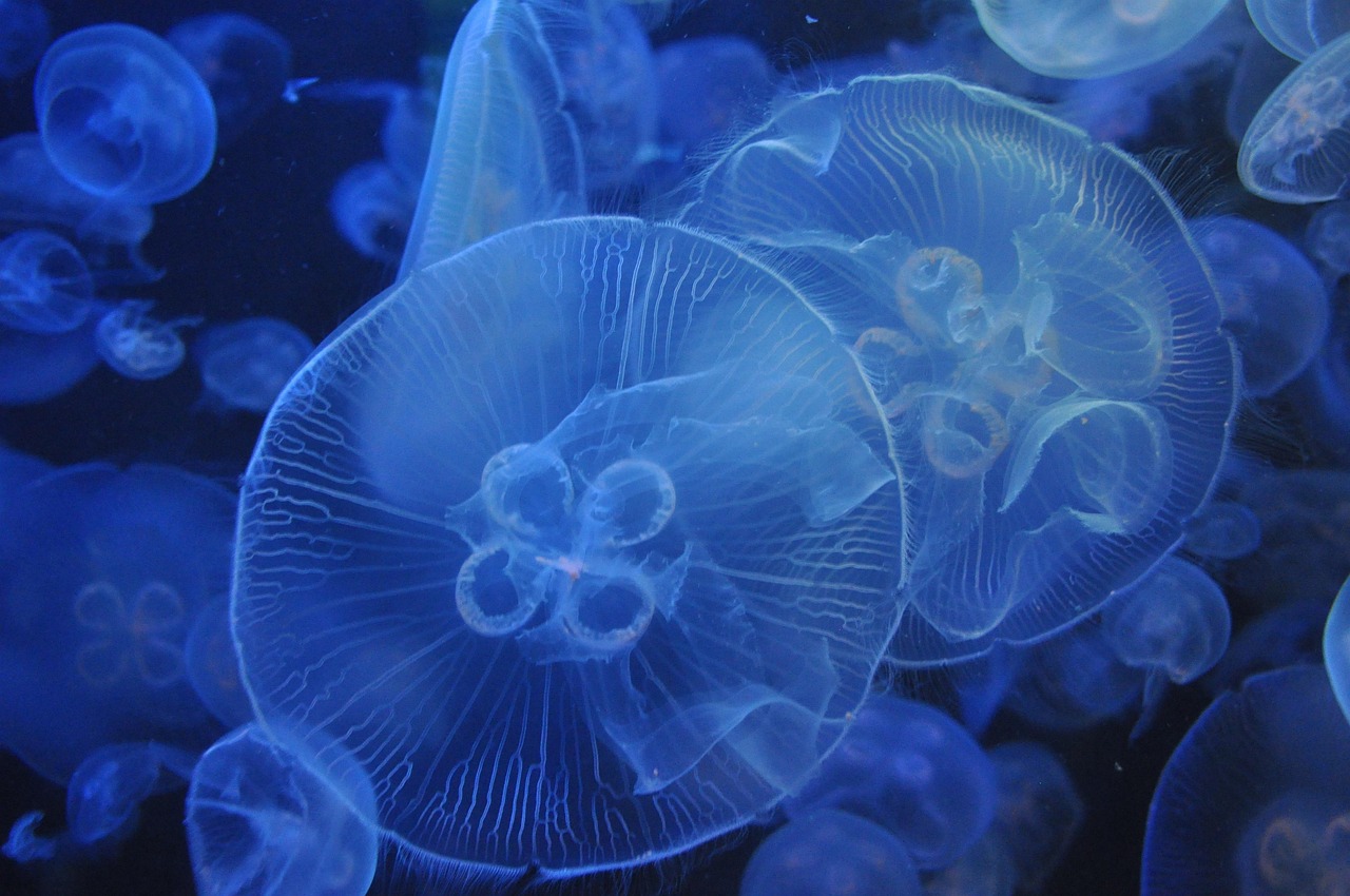 Translucent jellyfish floating in blue-lit aquarium water