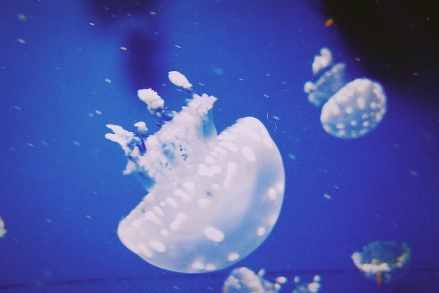 Jellyfish drifting in a deep blue aquarium tank