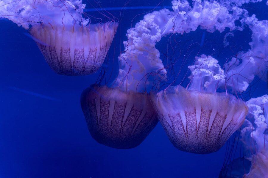 Elegant jellyfish swimming in blue waters at Valencia Oceanografic aquarium