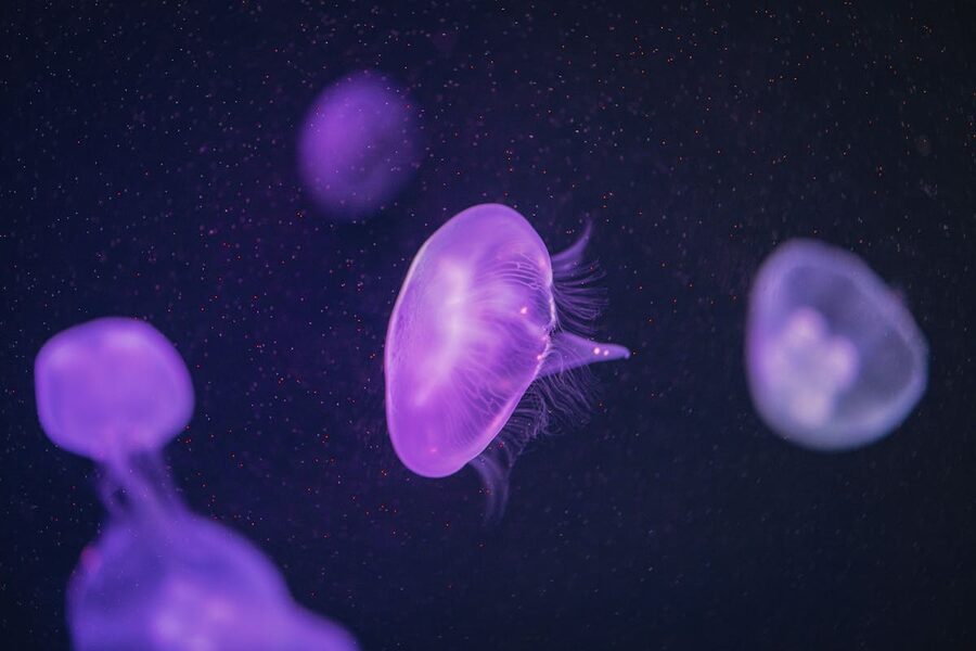 Purple jellyfish glowing in a dimly lit aquarium