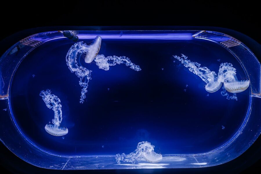 Jellyfish swimming in a blue-lit aquarium tank from above
