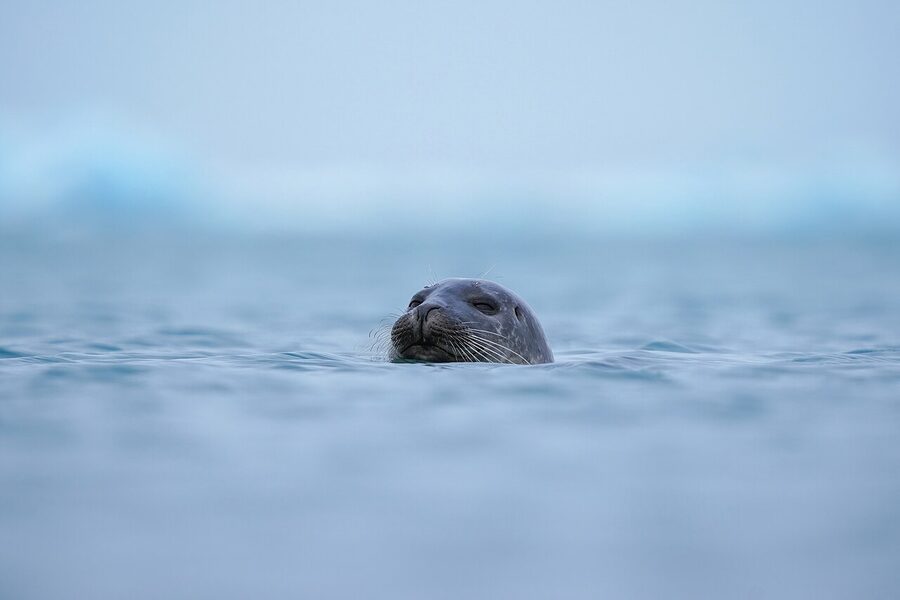 Wild harbor seal at Jokulsarlon Iceland