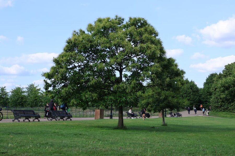 Peaceful London park scene people
