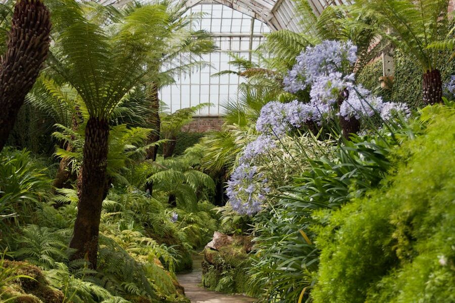 Fern garden glass conservatory Kew
